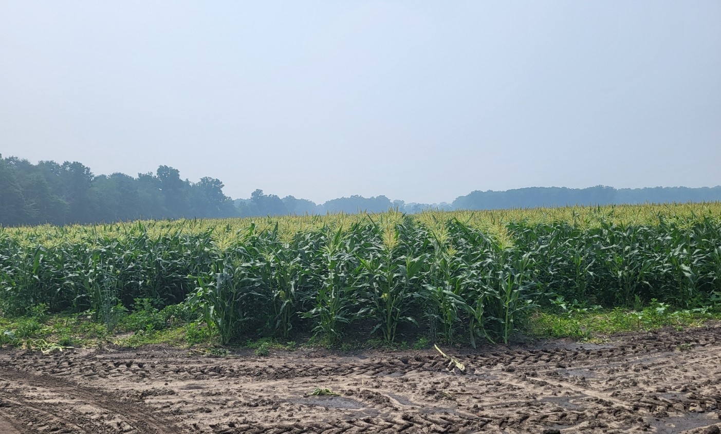 A sweet corn field with hazy skies in the background.